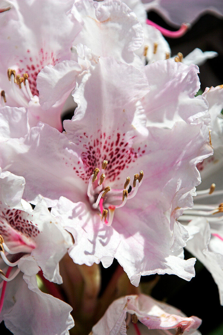 Rhododendron (Rhododendron aberconwayi)