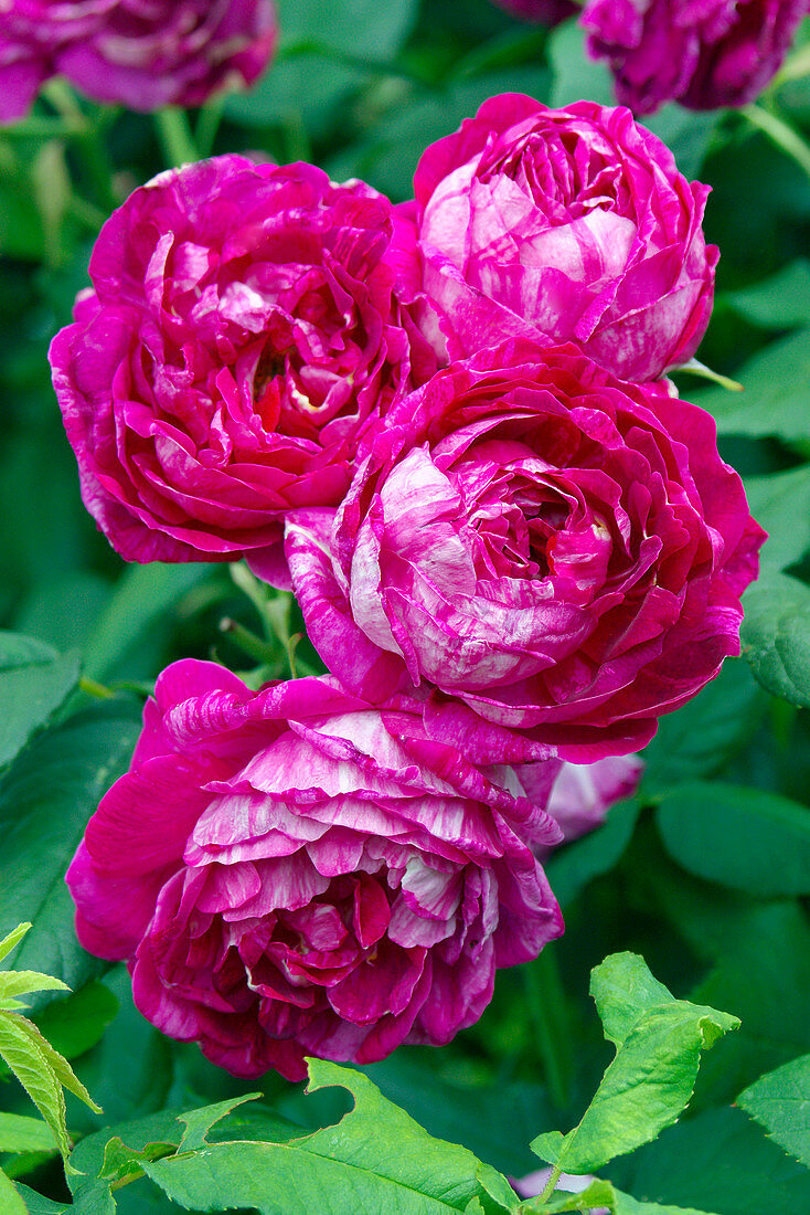 Rose (Rosa 'Commandant Beaurepaire')
