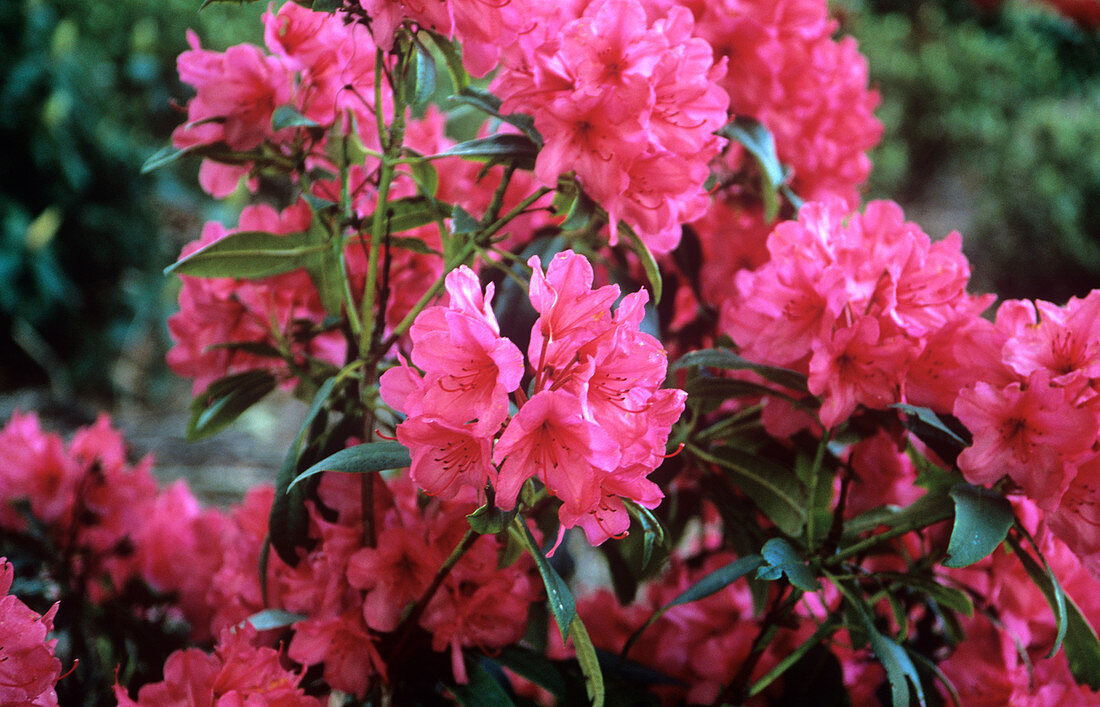 Rhododendron 'Cary Anne'