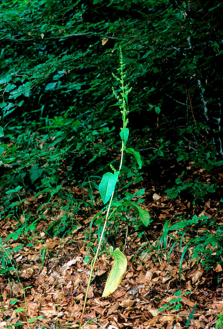 Rumex obtusifolius ssp. obtusifolius