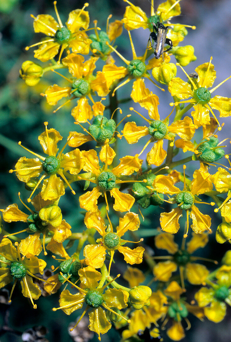 Common rue (Ruta graveolens)