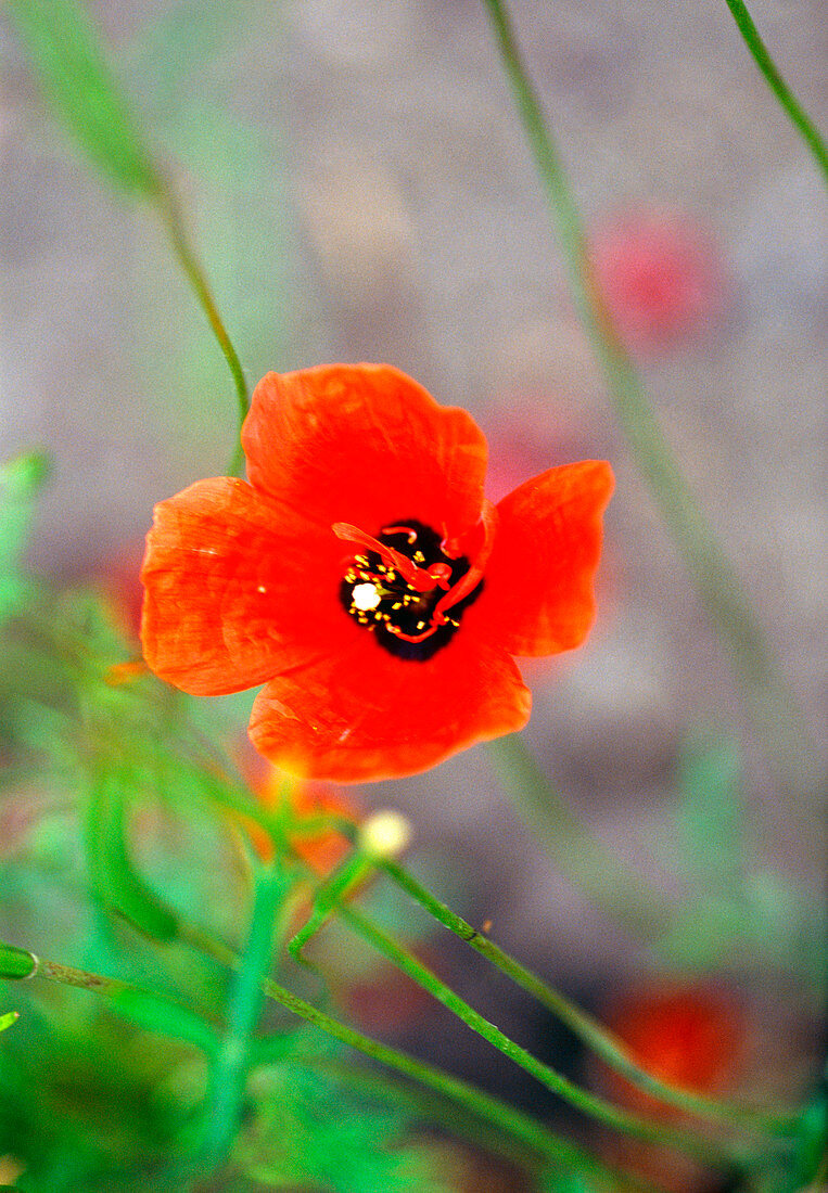 Spotted asian poppy (Roemaria refracta)