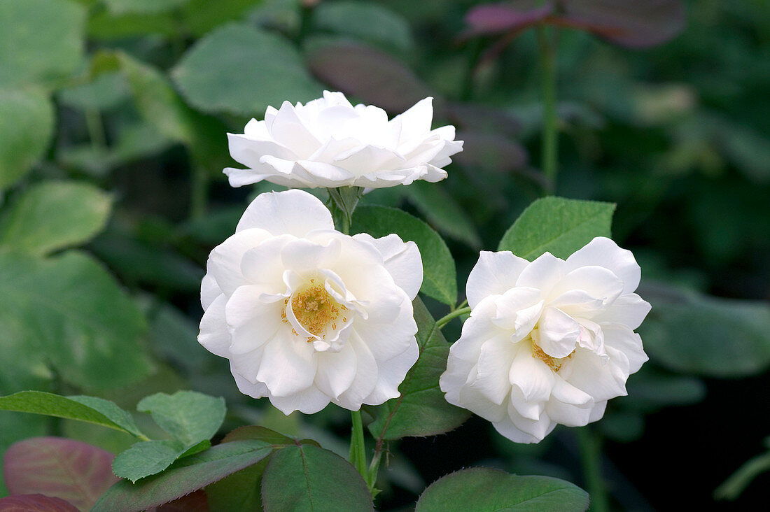 Roses (Rosa 'Caroline de Monaco')