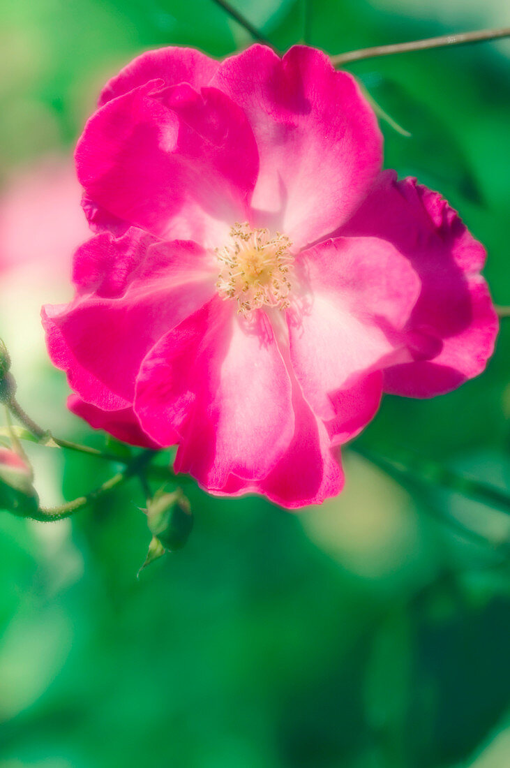 Rose (Rosa rugosa)