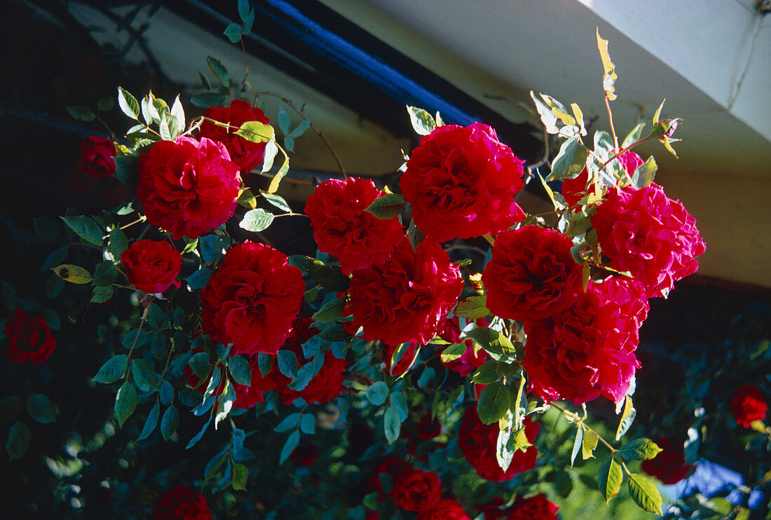 Roses (Rosa 'Etoile De Holland')