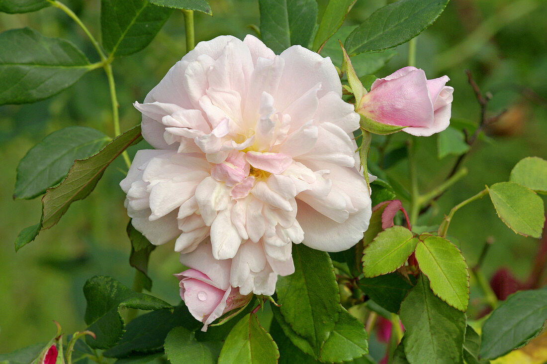 Tea rose (Rosa 'Spice')