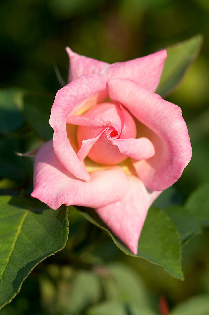 Hybrid tea rose (Rosa 'Bridesmaid')