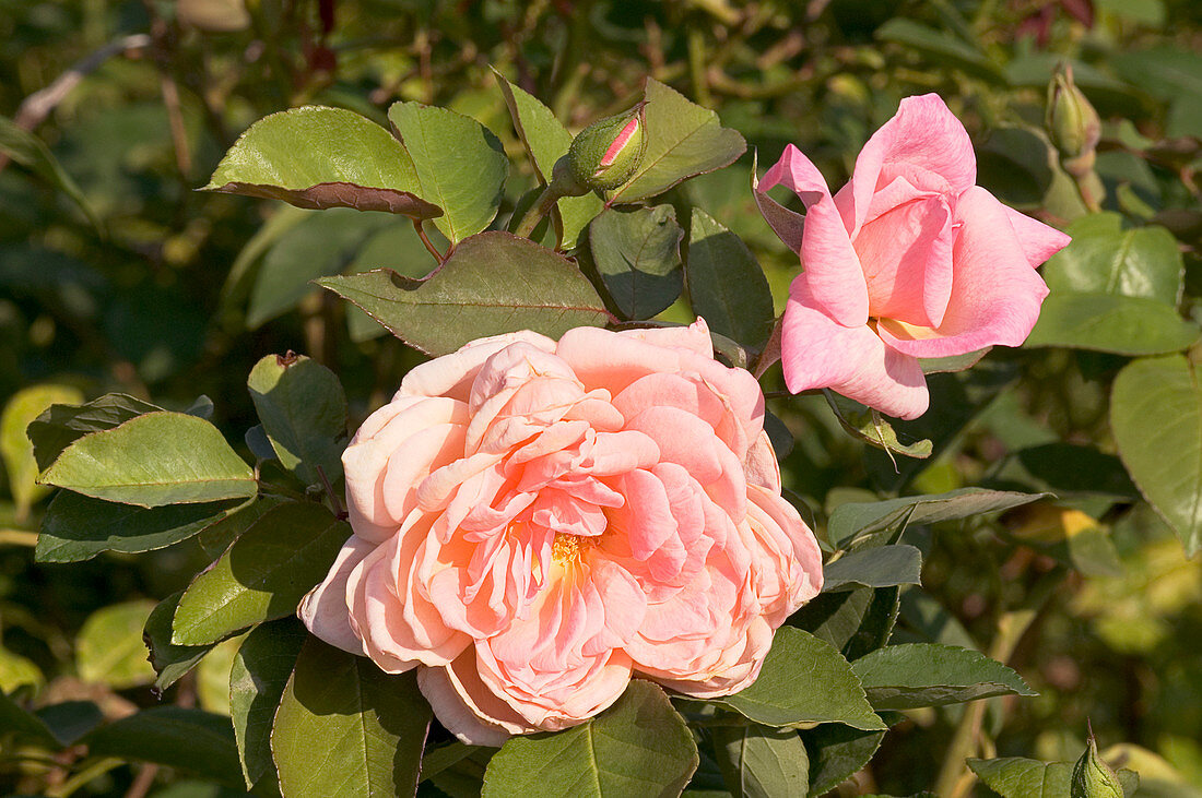 Hybrid tea rose (Rosa 'Bridesmaid')