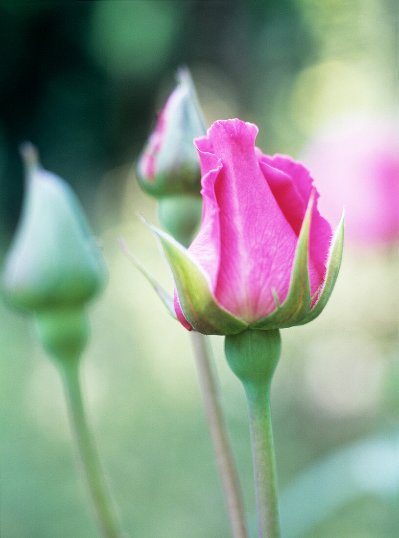 Rose (Rosa 'Pink Peace')