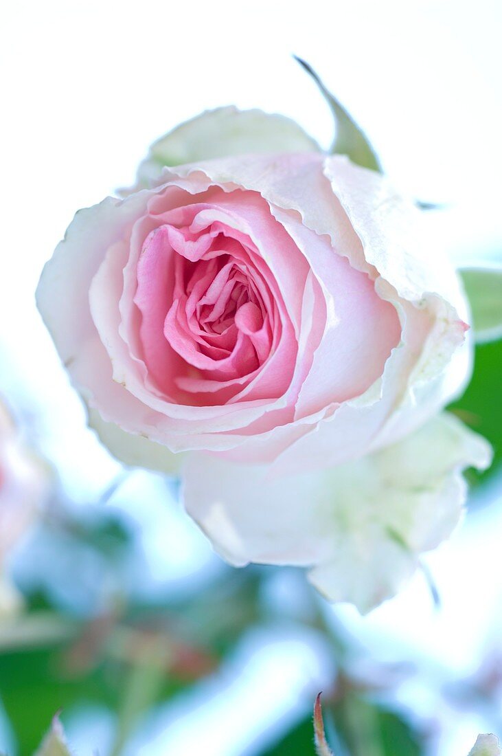 Spray rose (Rosa 'Mimi Eden')