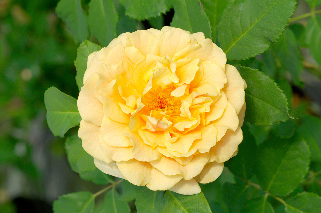 Rose (Rosa 'Coramella')