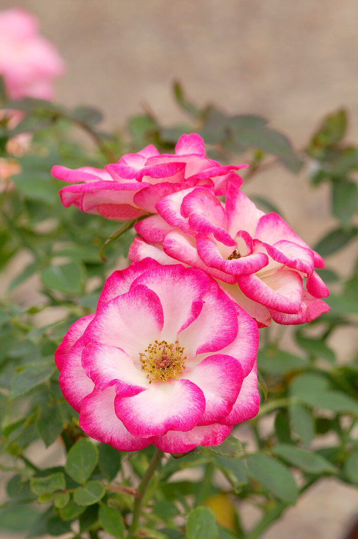 Miniature rose (Rosa 'Douce Symphonie')