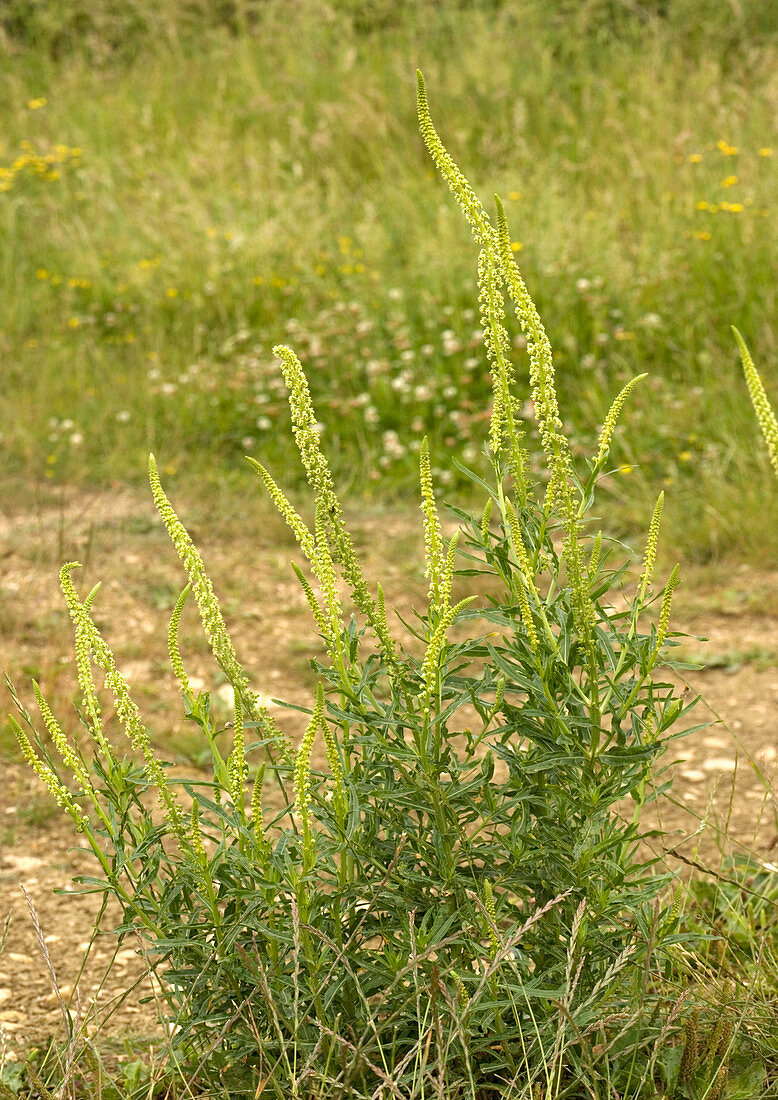 Weld (Reseda luteola)