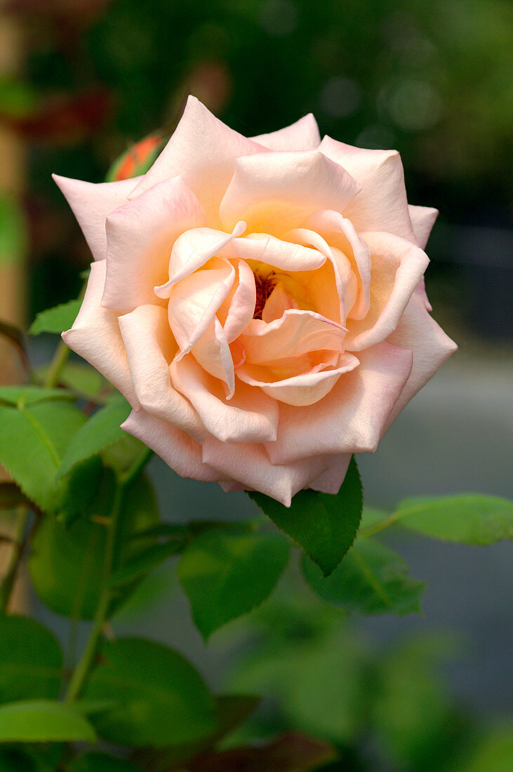 Hybrid tea rose (Rosa 'Ecole d' Ecully')