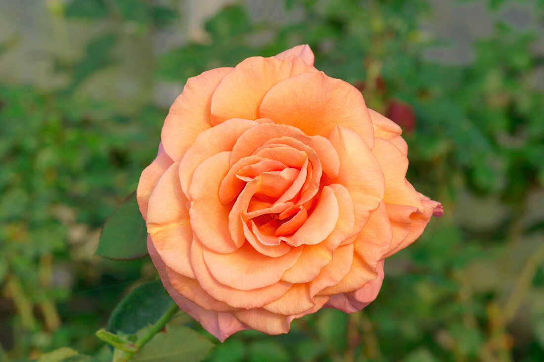 Rose (Rosa 'Jolie Mome')