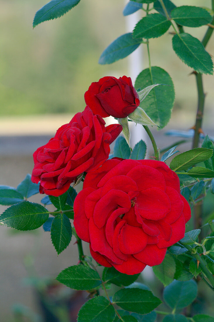 Miniature rose (Rosa 'Arrow')