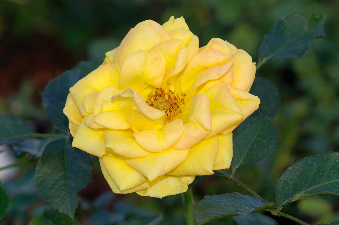 Miniature rose (Rosa 'Duke of Edinburgh')