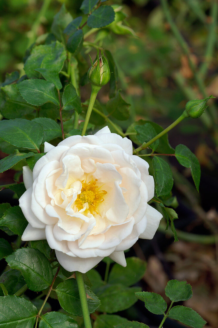 Hybrid tea rose (Rosa 'Martine Guillot')
