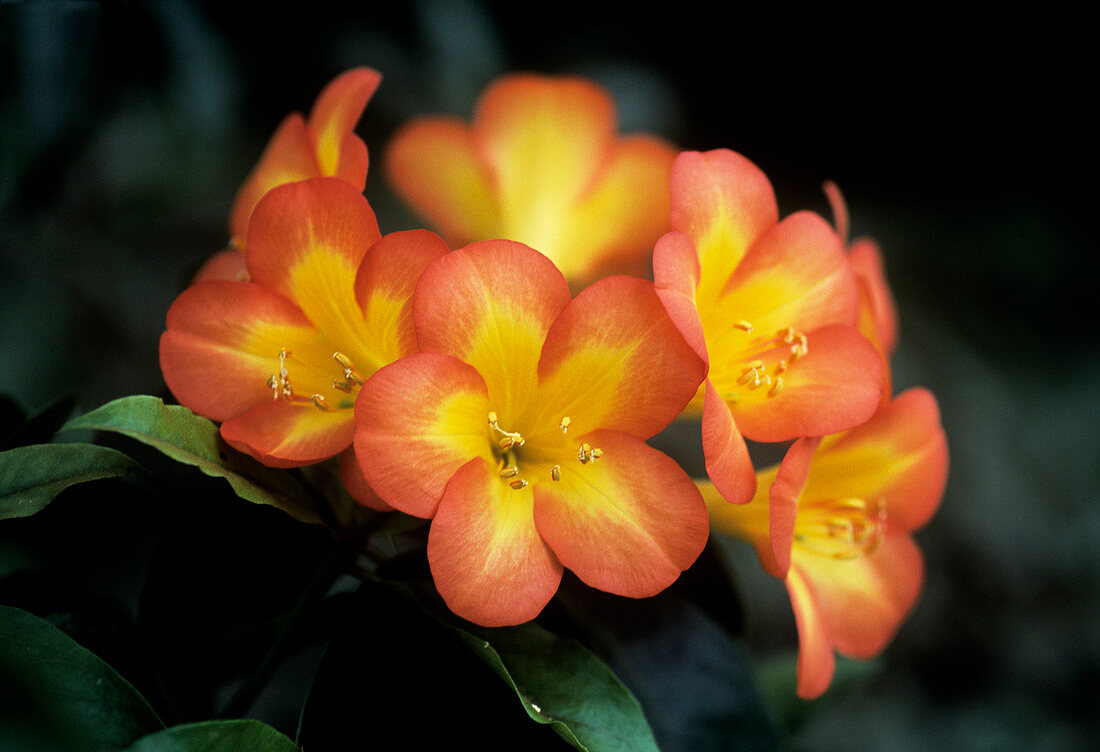 Rhododendron zoelleri decimus