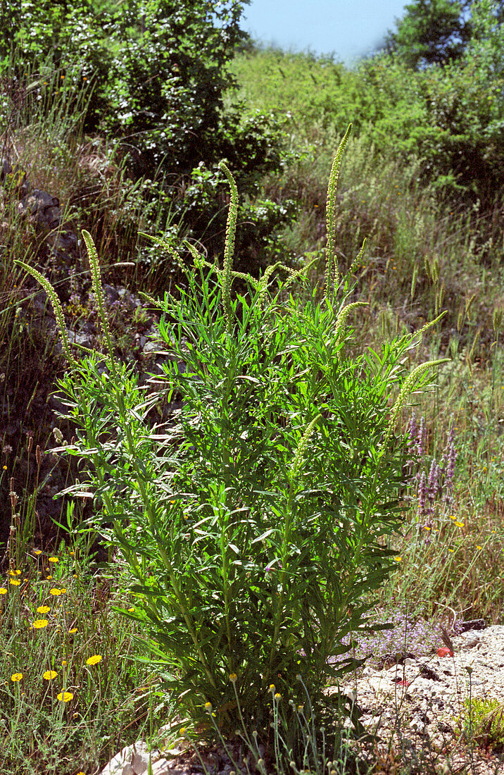 Weld (Reseda luteola)