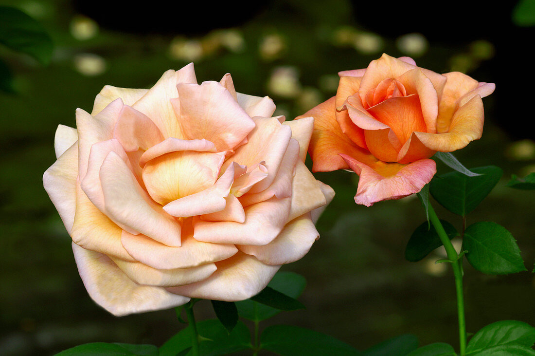 Hybrid tea rose (Rosa 'Lolita')