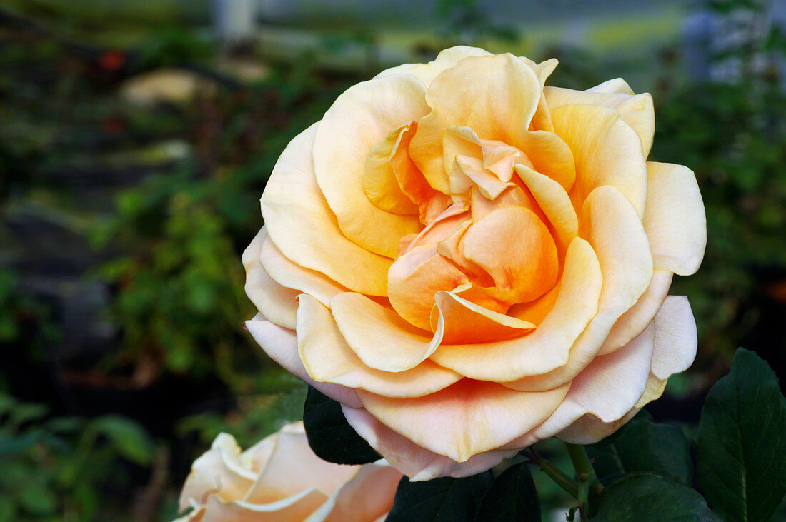 Hybrid tea rose (Rosa 'Marilyn Monroe')