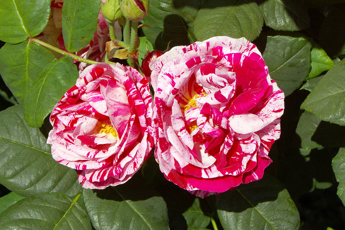 Bourbon roses (Rosa 'Ferdinand Pichard')