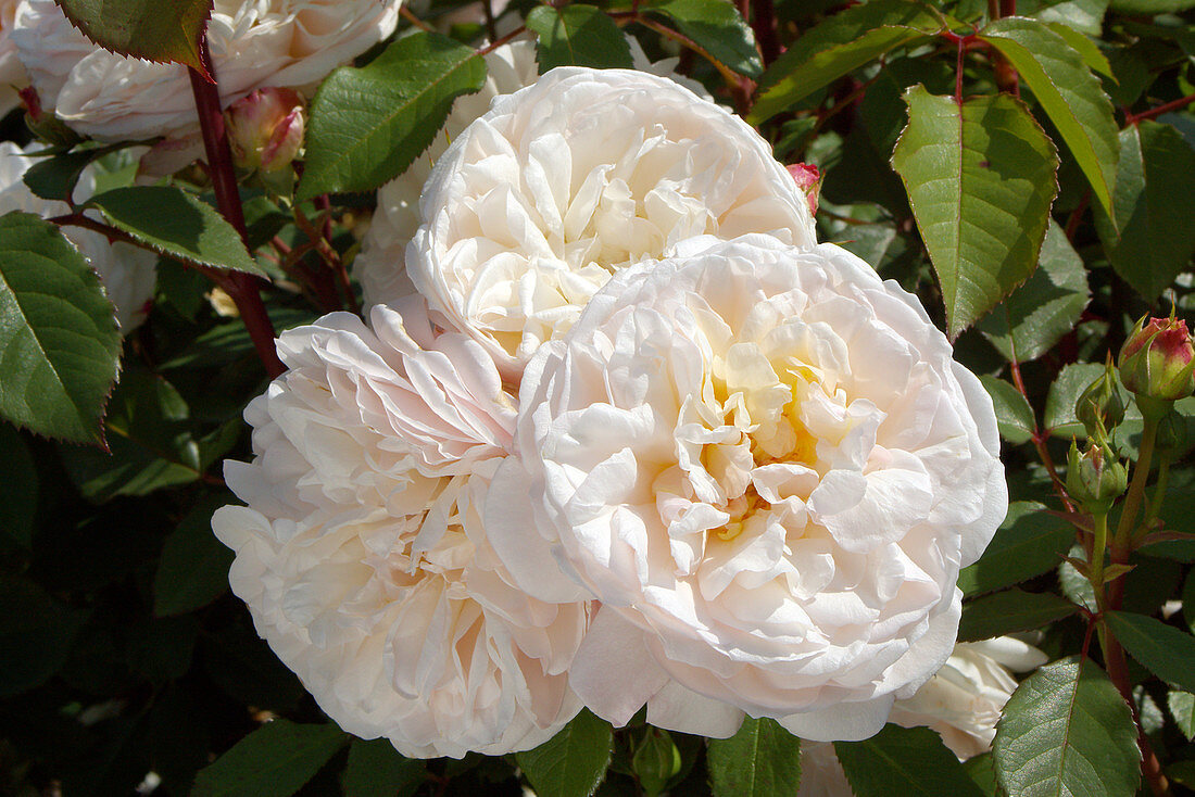 Floribunda roses (Rosa 'Gruss an Aachen')