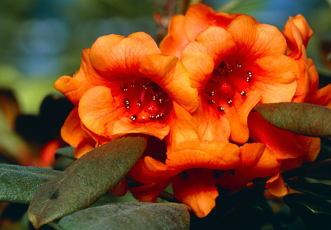 Rhododendron aequabile