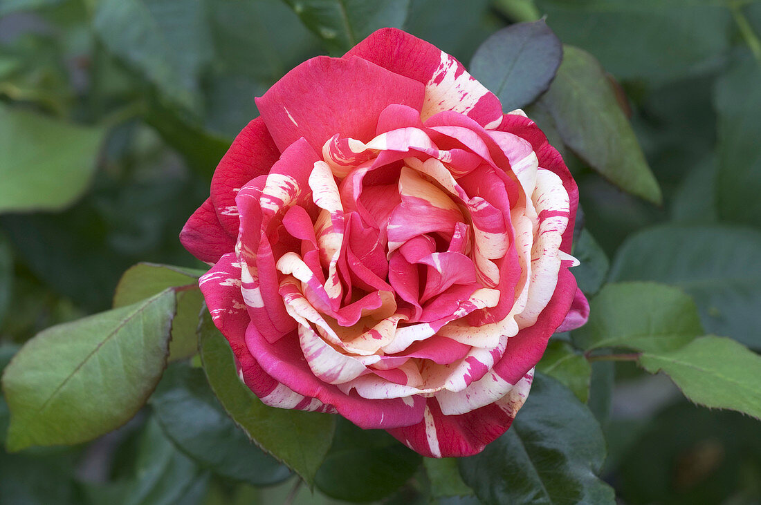 Hybrid tea rose (Rosa 'Broceliande')