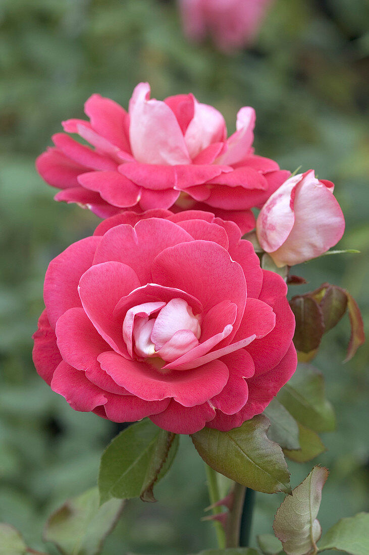Hybrid tea rose (Rosa 'Frank Mickael')
