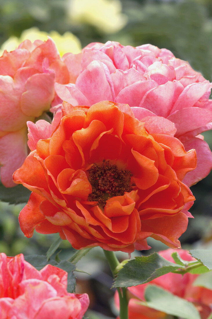 Rose (Rosa 'Meillandina Cumba'