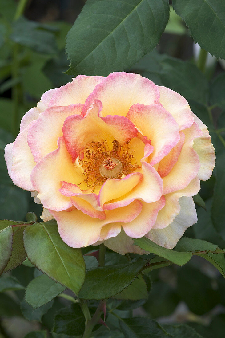 Hybrid tea rose (Rosa 'Jules Verne')