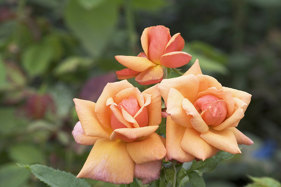 Hybrid tea rose (Rosa 'Rose d'Amour')