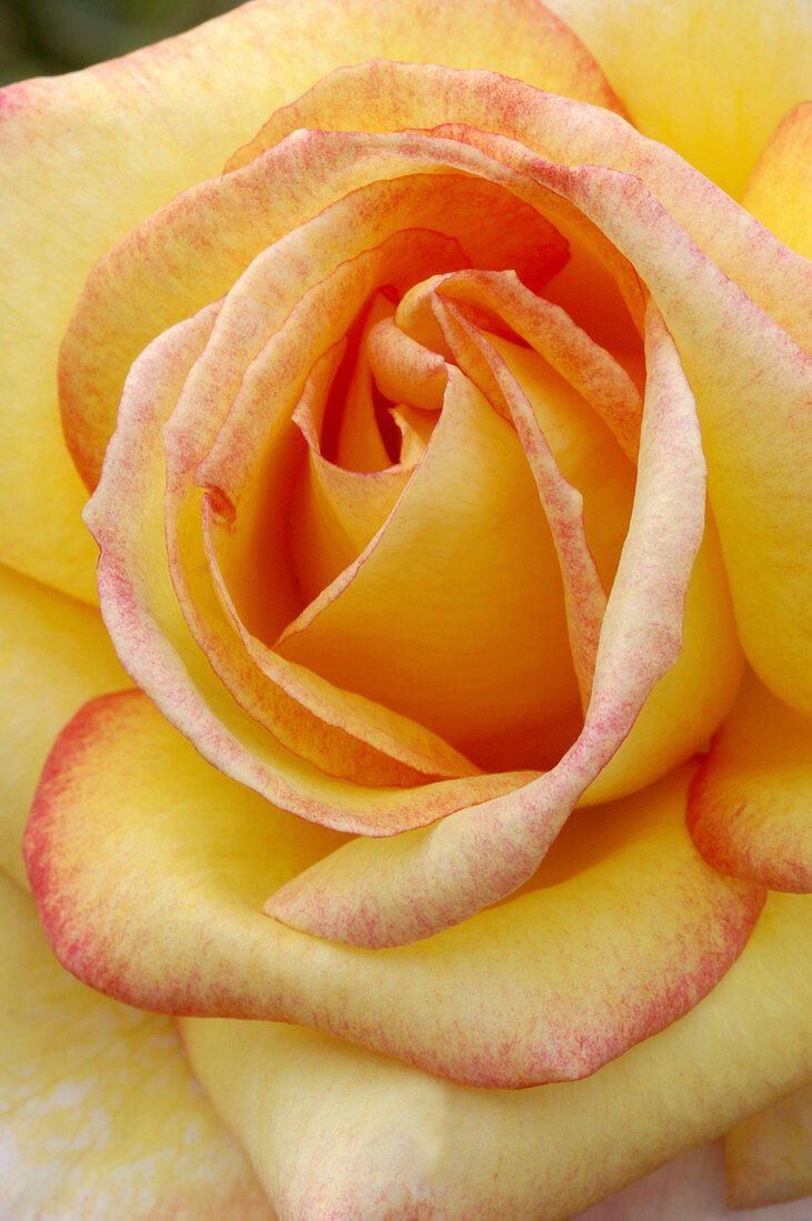 Hybrid tea rose (Rosa 'Roxane')
