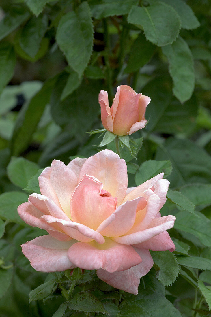 Hybrid tea rose (Rosa 'Sonia Meilland')