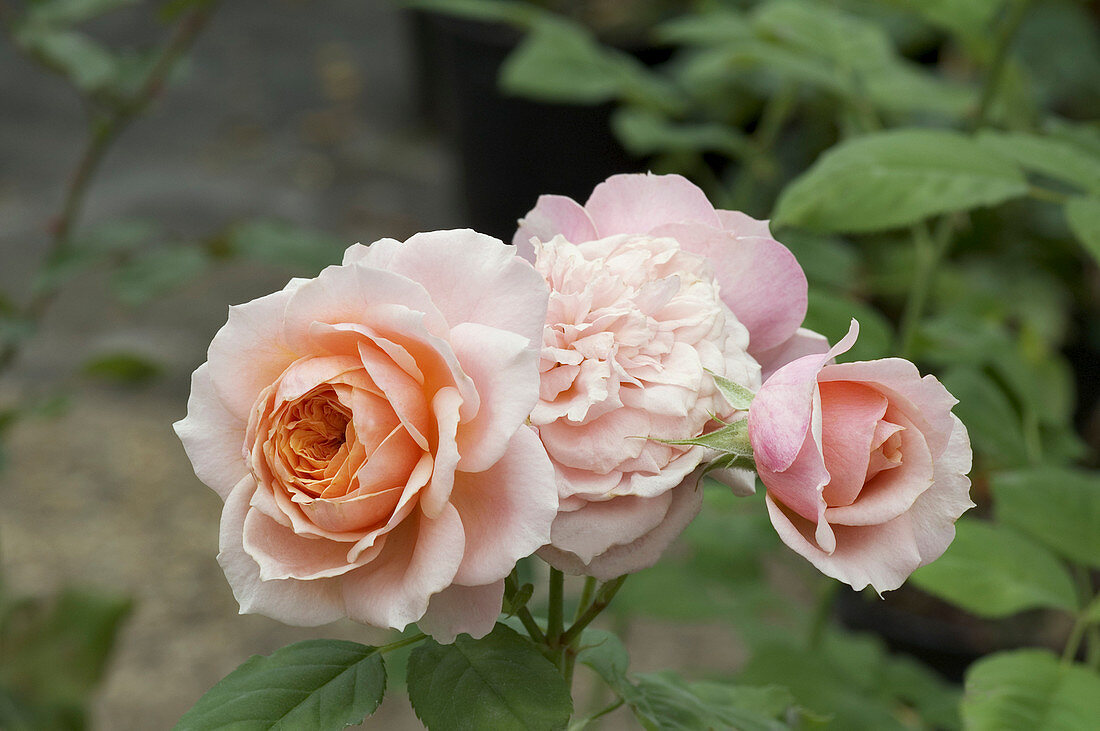 Hybrid tea rose (Rosa 'Paul Bocuse'