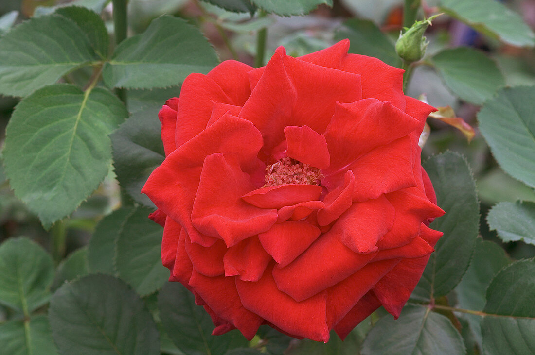 Hybrid tea rose (Rosa 'Purple Passion')