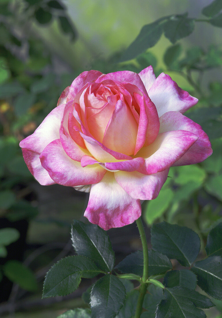Hybrid tea rose (Rosa 'Trade Winds')
