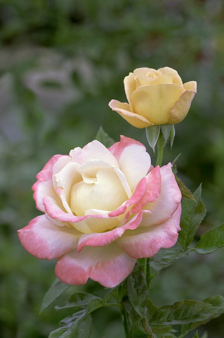 Hybrid tea rose (Rosa 'Vendee Imperial')