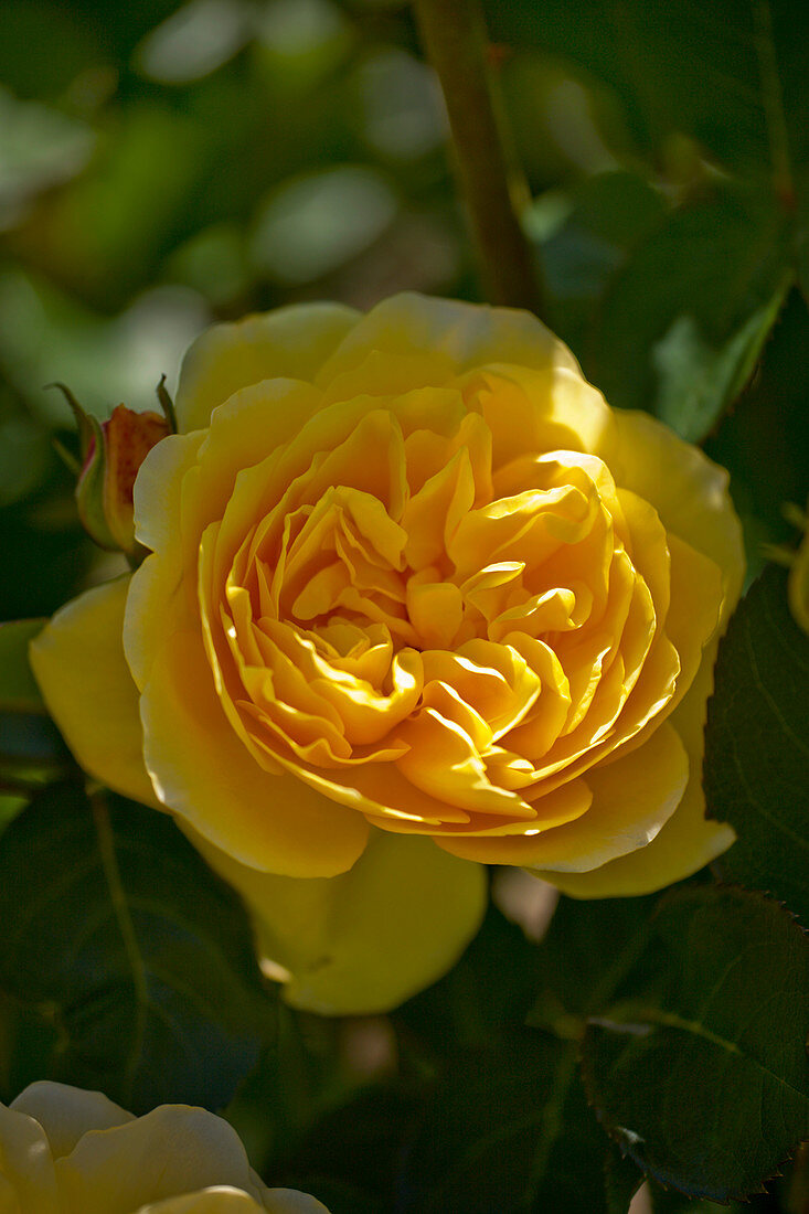 Shrub rose (Rosa 'Graham Thomas')