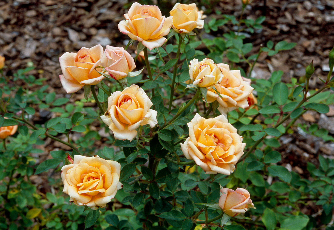 Miniature rose (Rosa 'Angel's Blush')
