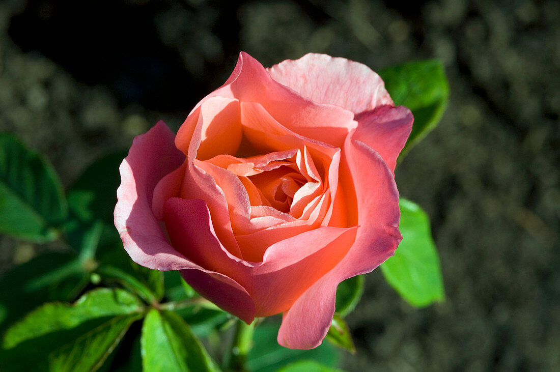 Hybrid tea rose (Rosa 'Lovely Lady')