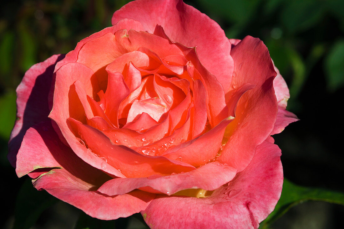 Hybrid tea rose (Rosa 'Lovely Lady')