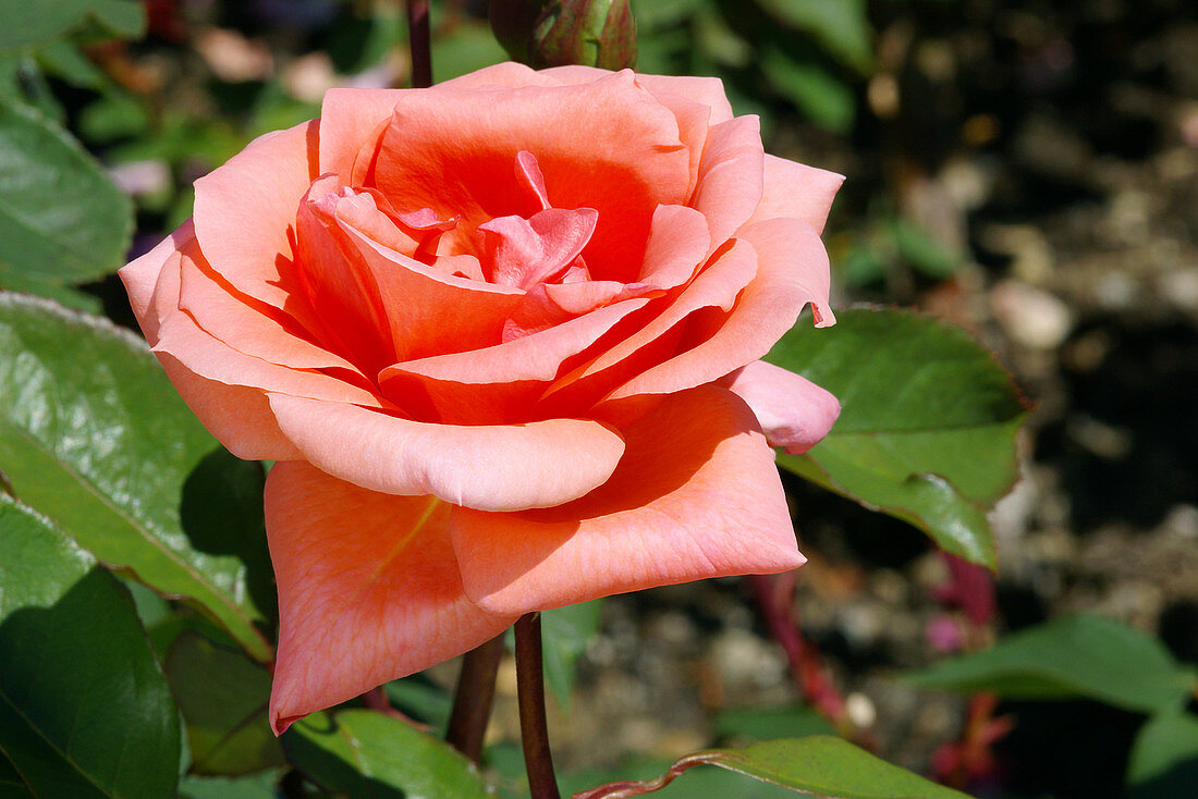 Hybrid tea rose (Rosa 'Blessings')