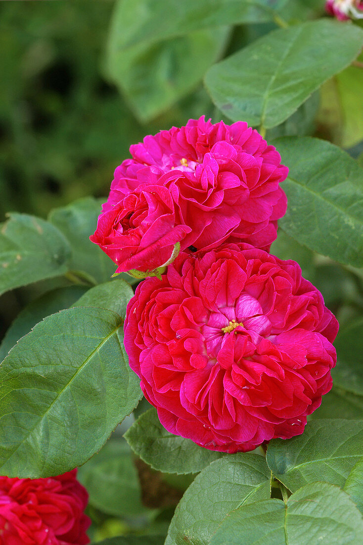 Damask roses (Rosa 'Rose de Rescht')