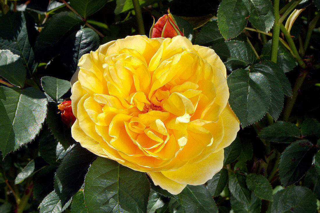 Rose (Rosa Graham Thomas = 'Ausmas')