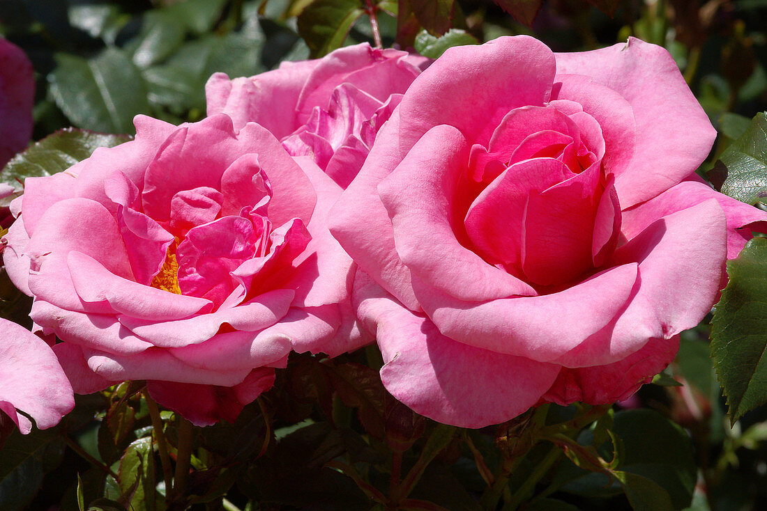 Roses (Rosa Jack Wood = 'Frydabble')
