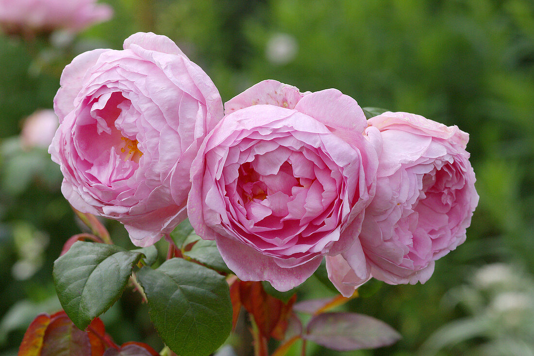 Roses (Rosa Scepter'd Isle = 'Ausland')