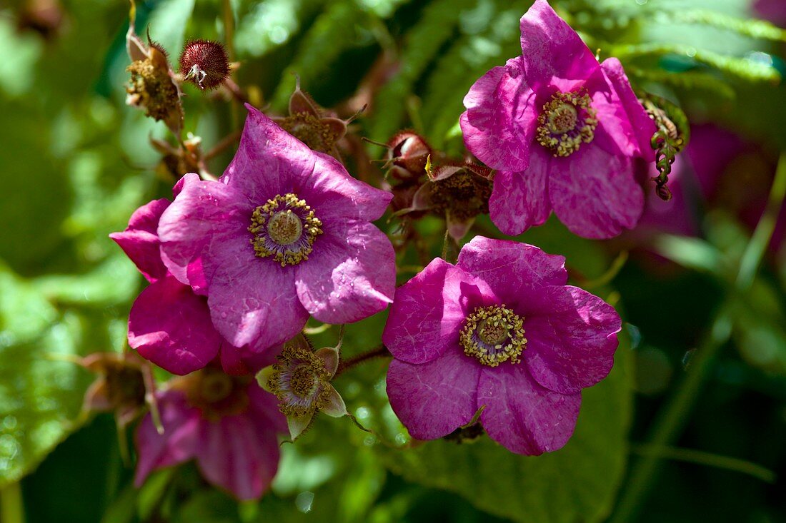 Flowering raspberry (Rubus odoratus)